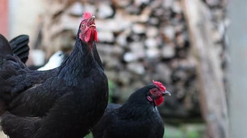 12. Chickens on a rural farm. Agriculture. Poultry breeding.