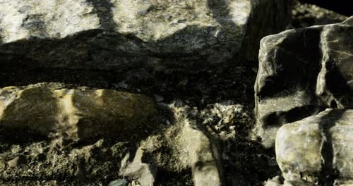 Realistic Crawling Over Rocky Ground Close-Up Loop