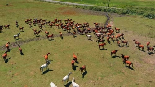 Große Herde majestätischer Pferde, die auf weiten grünen Feldern weiden