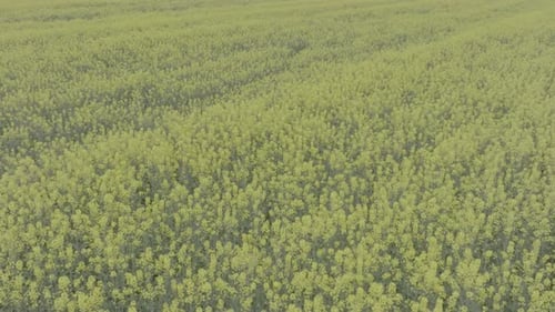 Blooming Rapeseed Field on a Sunny Day Flying Above Stunning Yellow Rape Fields in Spring Vegetable