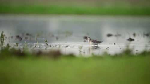 A solitary bird forages in a tranquil wetland.
