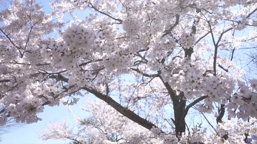 White Cherry Blossoms Blooming on a Sunny Day