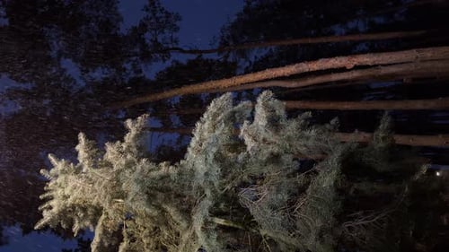 Flakes of snow falling down winter landscape. Snowy winter weather in the pine forest at night