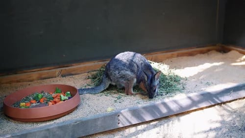 Un wallaby mange par terre à côté de son bol de nourriture au zoo. - gros plan