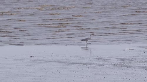 Weiße Vögel fischen im Wasser. Silberreiher sucht Fische am Strand. Egretta Garzetta beim Gehen