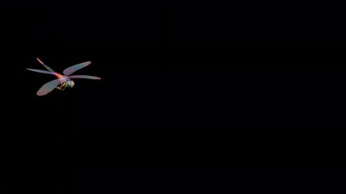 Rainbow Dragonfly - Flying Over Screen Transition - Front Side Angle - Alpha Channel - 4K