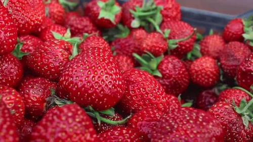Harvest Of Juicy Ripe Red Strawberries. Summer Berries, Fruits. The Concept Of Healthy Vegan Food