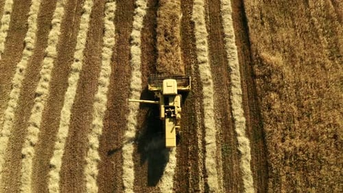 Combine Harvester Working in Rural Golden Field