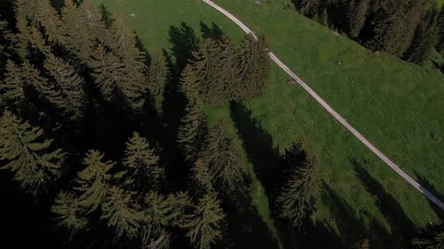 Mountain road surrounded by forest, aerial drone orbit view