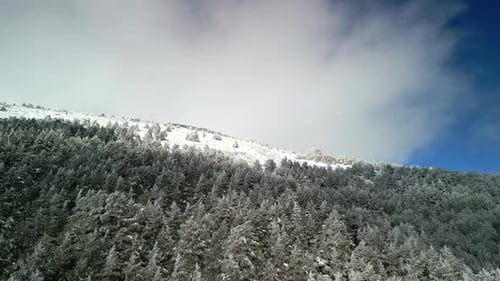Snow Covered Trees on Mountain on Winter Day