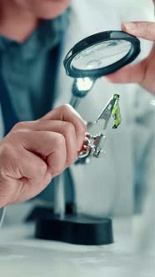 Scientist, hand and plant with magnifying glass in laboratory for botany