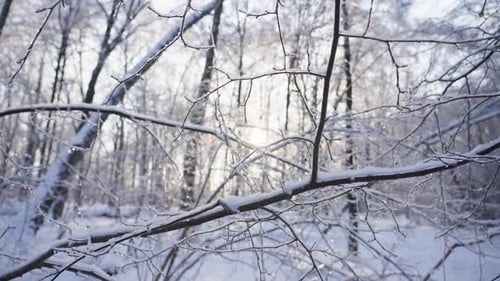 Snowy Forest Landscape in Winter at Sunset