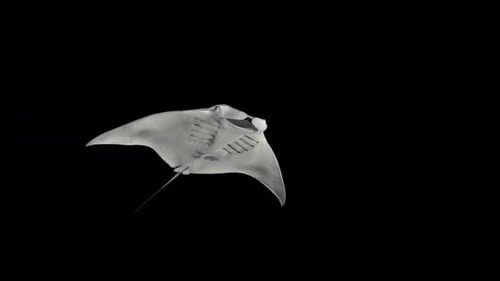 Graceful Manta Ray Swimming Isolated on Black Background