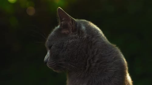 A cat, adorable, beautiful wild gray stray, is observing with its curious green eyes, captured as