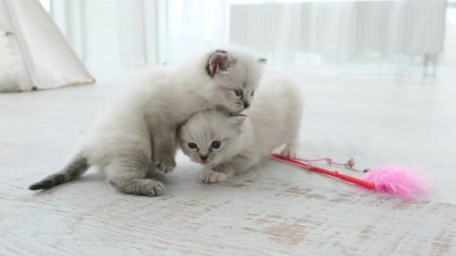 Two Cute Ragdoll Kittens Are Playing