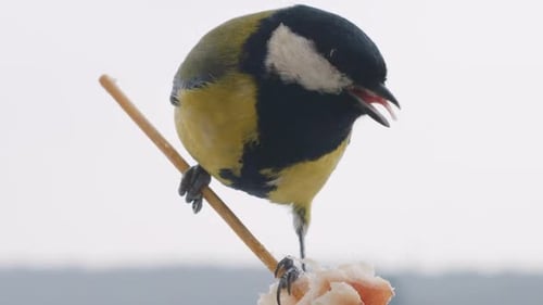Great tit eats a piece of bacon and salo against the backdrop of a winter landscape.