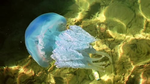 Medusa azul em mar raso