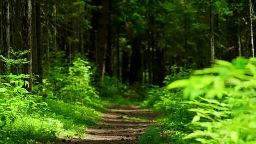 Forest Trail in the Summer