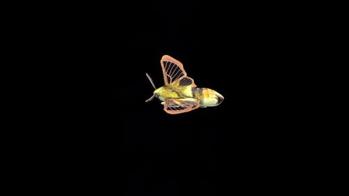 Polilla halcón abeja de borde estrecho
