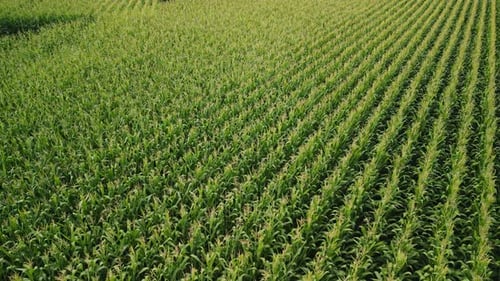 Aerial View Flying Over Green Corn Field Agriculture Landscape