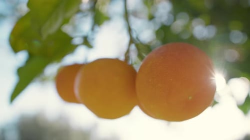 The Orange Fruit Of Sicily In The Farm Cultivation Field