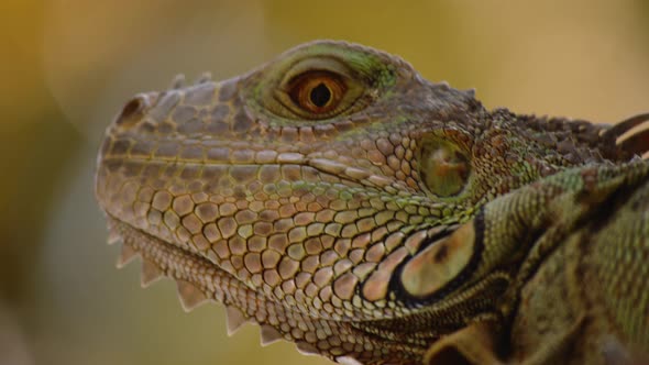 Extremely Detailed View of Lizard Skin on Head, Nature Stock Footage ft ...