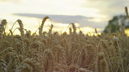 Closeup of Ears of Wheat in a Field at Sunset Growing Bread on Farm Fields