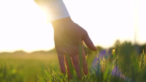 Man Hand Running Over Wheat in Green Field in Countryside