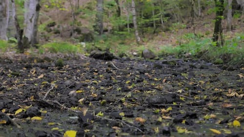 Shallow Stream On Forest - 2K