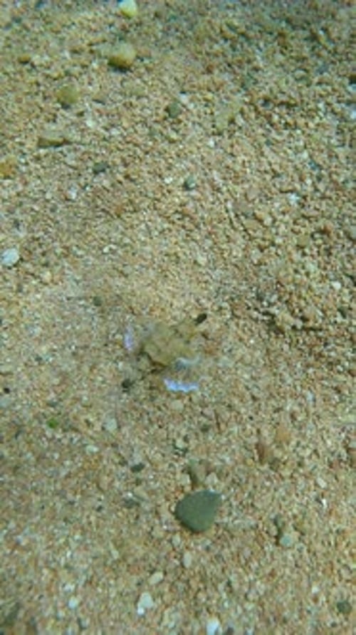 Un poisson-libellule Pégase à l'apparence étrange marche le long des fonds marins recouverts de sable grossier par temps ensoleillé