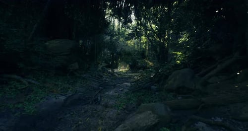 Lush Forest Path with Sunlight Filtering Through Trees in a Tranquil Setting