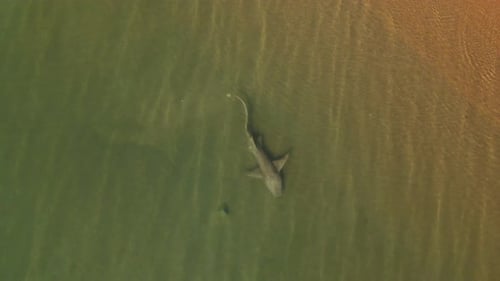 Lemon Shark 1