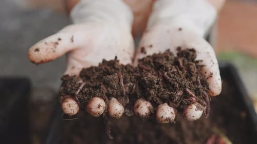 Soil with Worms and Bulbs Held in Hands