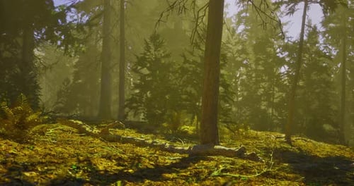 Sunlight Filters Through Tall Trees in a Serene Forest at Dawn