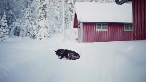 Dog Lying in Snow Beside Red Cabin