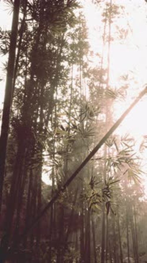 Sun Shines Through Trees in Bamboo Forest Vertical