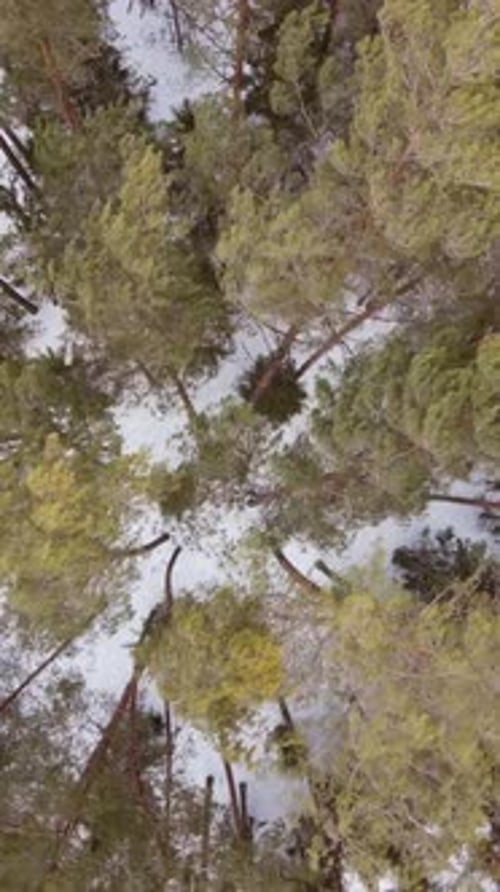 Vertical Video Top Down View Pine Forest In Winter Strong Wind Bends Trees
