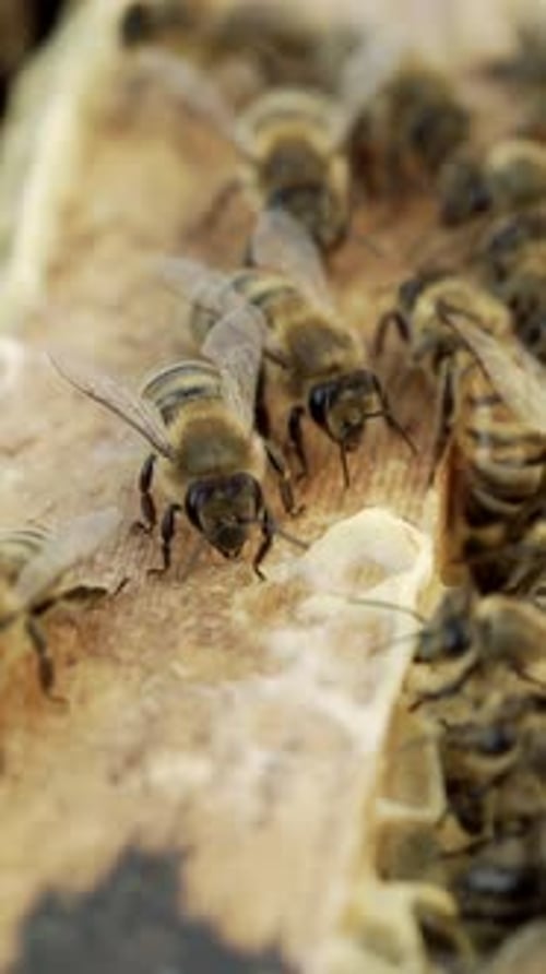 Close Up of Bees on Wooden Surface