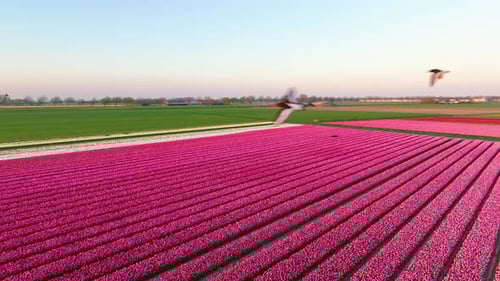 Aerial view of symmetrical tulip field rows in the Netherlands countryside.