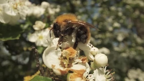 Bumblebee Eats the Nectar in the Flower of the Plant
