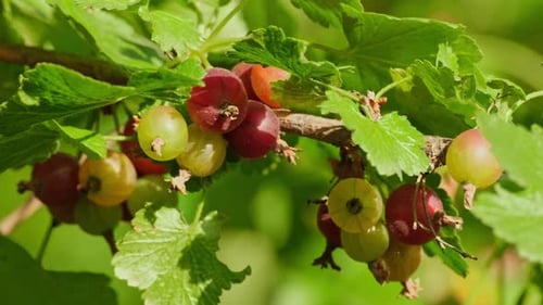 Ripe Gooseberries Growing on the Branch