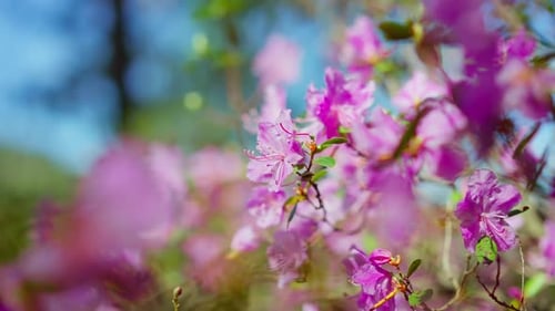 Blühende rosa Azaleenblüten im Fokus vor blauem Himmel