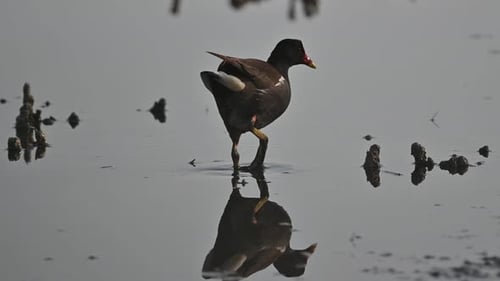 Migratory bird Moorhen wandering in the dirty swamp water for food