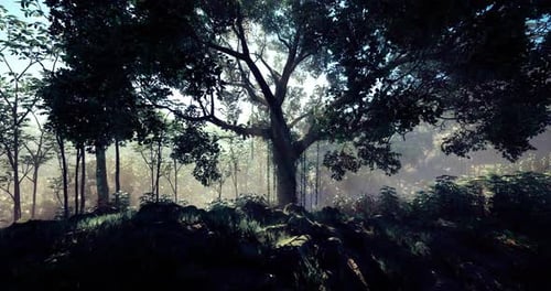 Sunlight Filtering Through Lush Forest with Vibrant Greenery and Trees