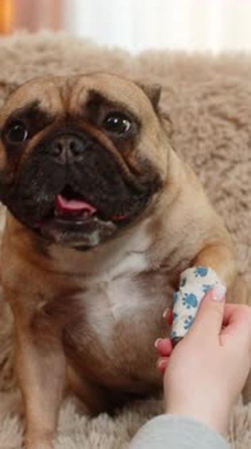 Woman Wraps Pug Dog Injured Paw with Bandage on Home Sofa Caring with Gentle Supportive Touch