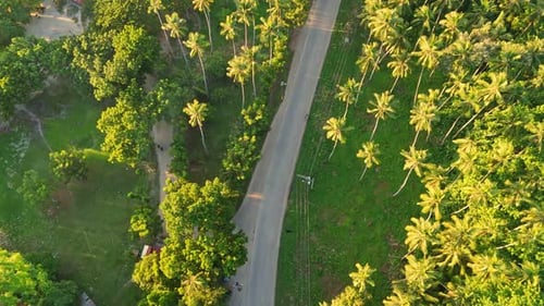 Golden Hour Drone Shot of Tropical Palm-Lined Road in Rural Philippines
