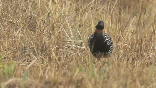 Francolin male in field