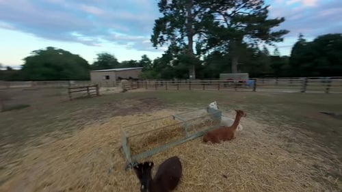 Serene Farm Animals Grazing at Dusk