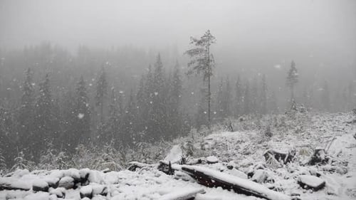Snow Falling On The Mountain Forest During Winter. - static, slow motion