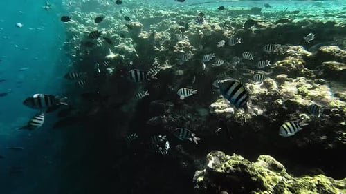 Sergeant Major Fish Swimming Next to Coral Reef in Red Sea
